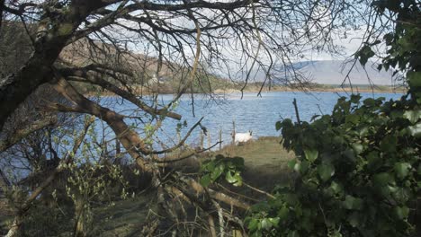 Sheep-by-a-Lake-in-the-mountains-of-Ireland