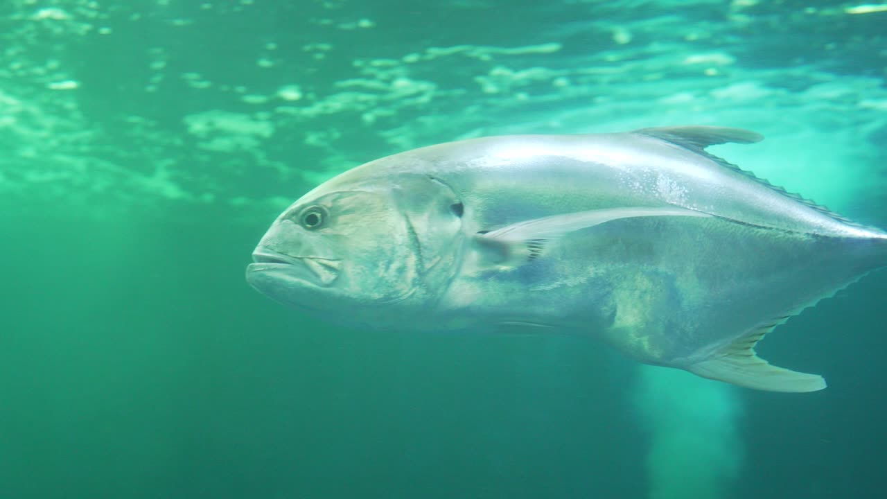 4k close view of a big Crevalle jack fish (Caranx hippos), swimming in clear waters