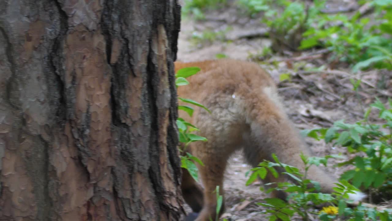 lindo cachorro de zorro rojo se para en la hierba y mira a la cámara
