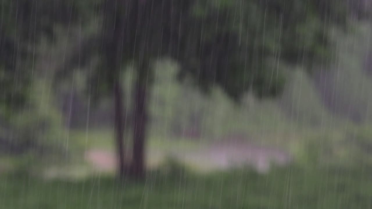 regn kommer i junglen når som helst, og man må nyde det meste af det.