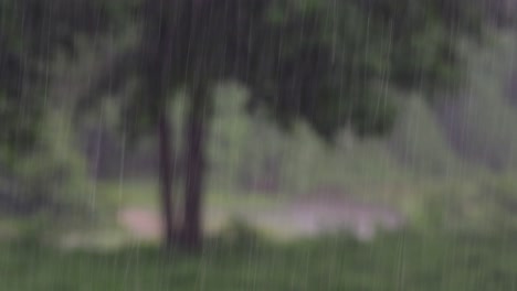rain comes in the jungle anytime and one must enjoy the most out of it