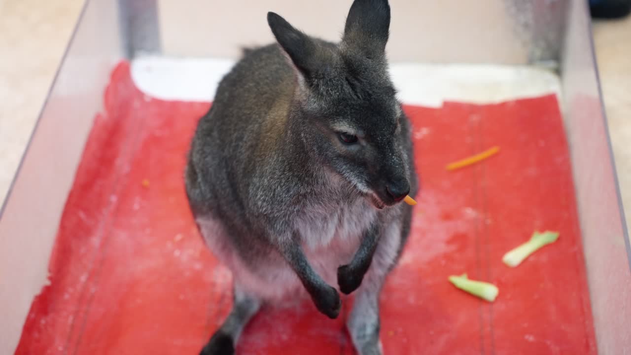 Cute grey wallaby stands in an indoor glass enclosure with a red floor mat while eating fresh carrot sticks at Rabbit's Forest petting zoo cafe in Pyeongchang-gun