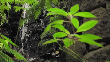 small waterfall and lush plants