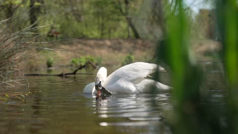 slow motion panning clip of adult white mute swan grooming head and orange beak with black webbed foot