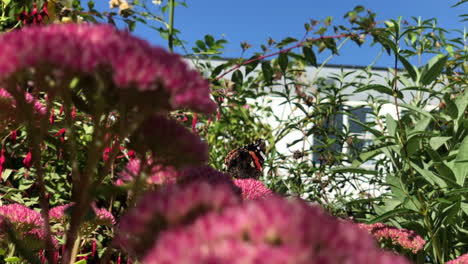 una mariposa sobre una flor rosa, recogiendo polen y volando