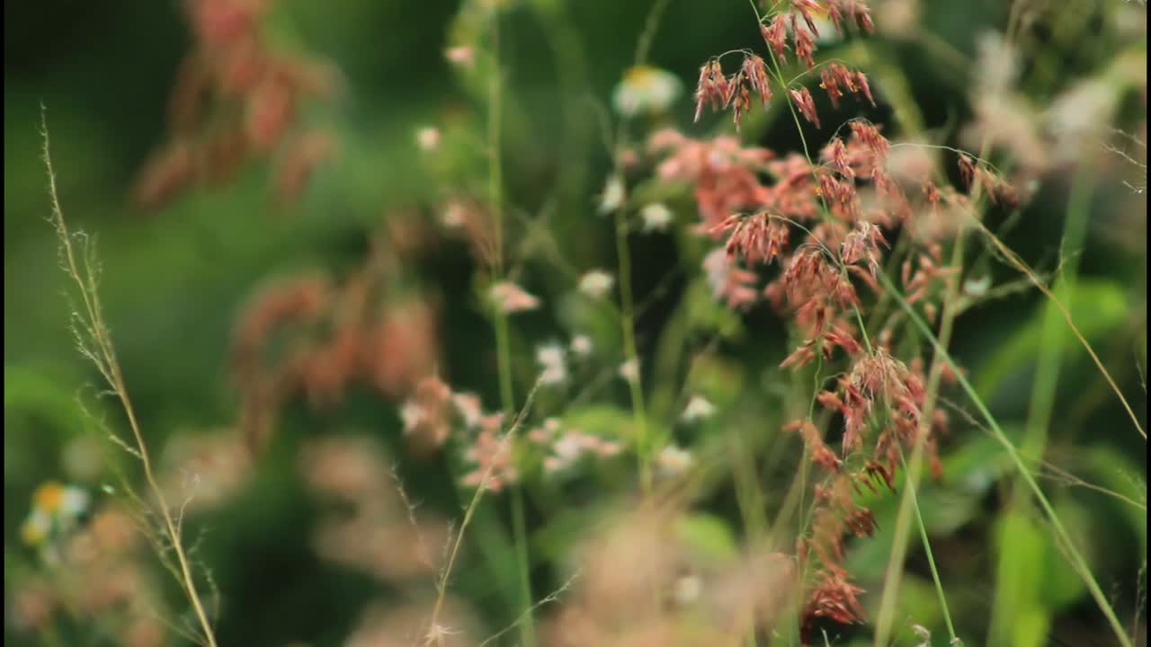 primer plano de hierba y flores silvestres