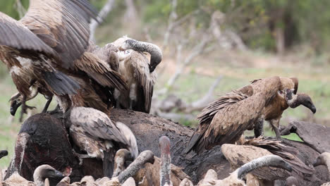 medium shot of white-backed vultures fighting at an elephant carcass, greater kruger