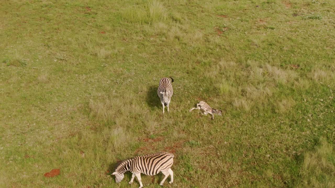 Filmato aereo con drone di un cucciolo di zebra che dorme allo stato brado