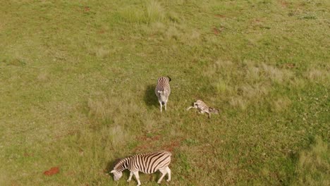 drone aerial footage of zebra baby sleeping in the wild