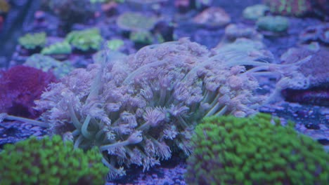 blowing purple pink and green anemones in a marine aquarium