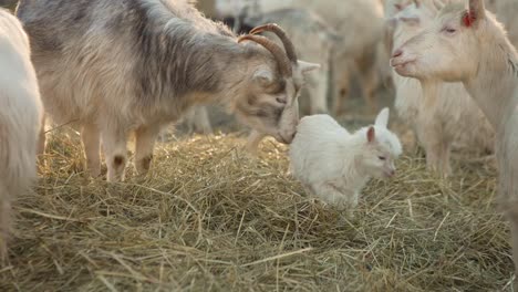 confused goat lamb in the hay on the farm