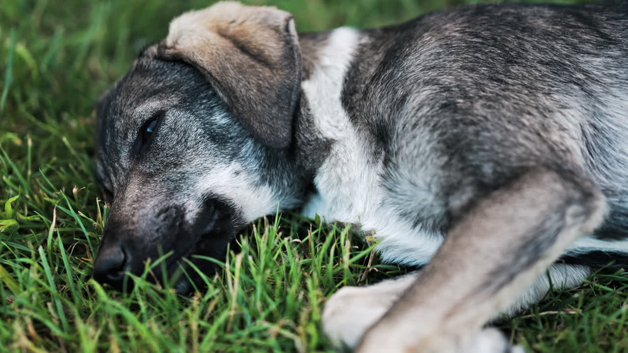 Close up of a black and brown, stray dog lying on the grass in a park