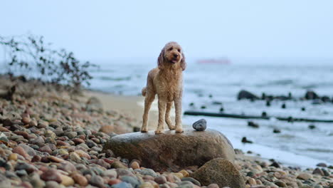 attentive goldendoodle dog standing on boulder in pebble beach by the sea looking at camera, walks down in slow motion and strolls along the bay sniffing on a ground