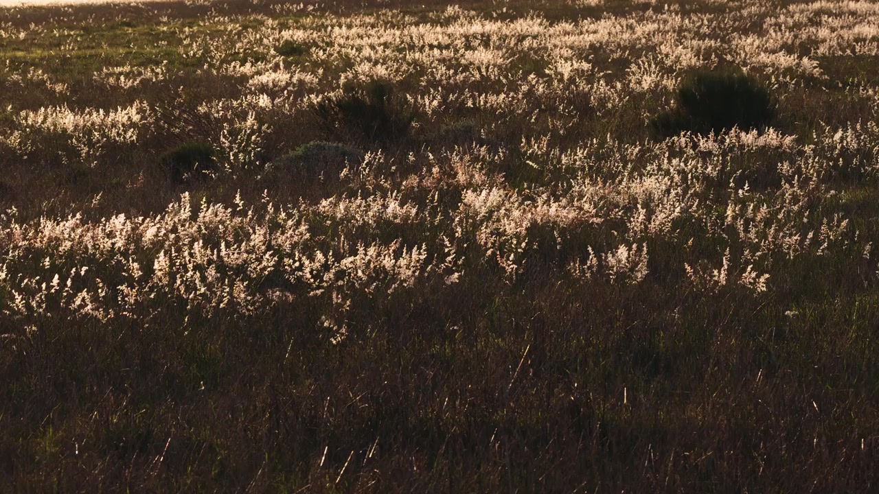 Vista aérea de hierba silvestre en un campo al atardecer, 4K panorámico.