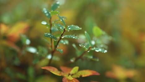 tiny dewdrops on the green blueberry leaves