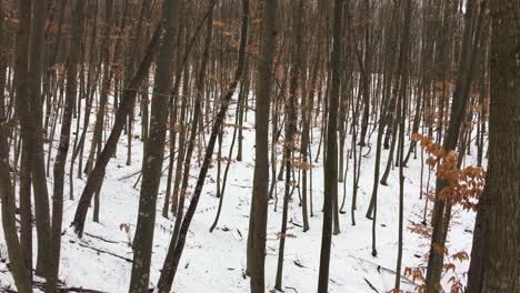 Walking-through-forest,-Winter-season