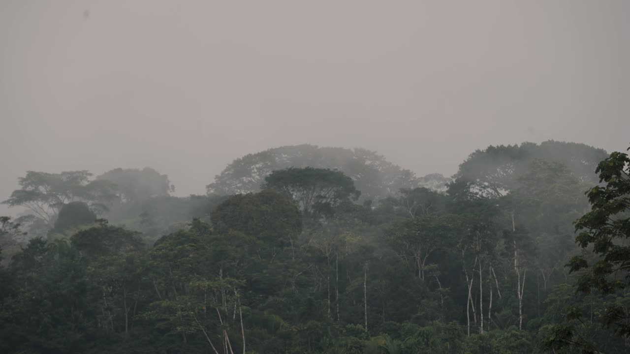 에콰도르에서 안개가 자욱한 날 아마존 열대우림