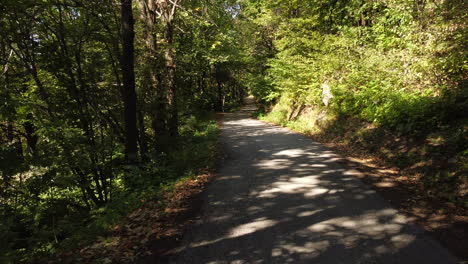 chestnut trees forest road aerial view