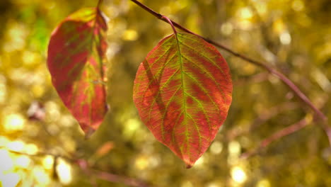 autumn leaves hanging on a tree branch during sunny day