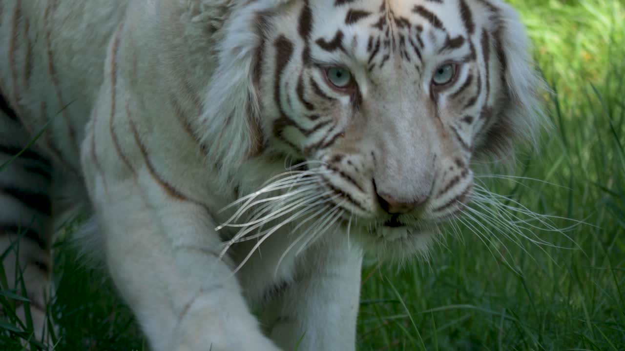 cámara lenta épica de la caza del tigre blanco para rezar - tiro de seguimiento de cerca