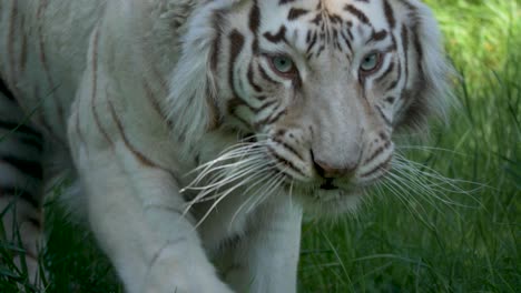 epic slow motion of white tiger hunting for pray - close up tracking shot