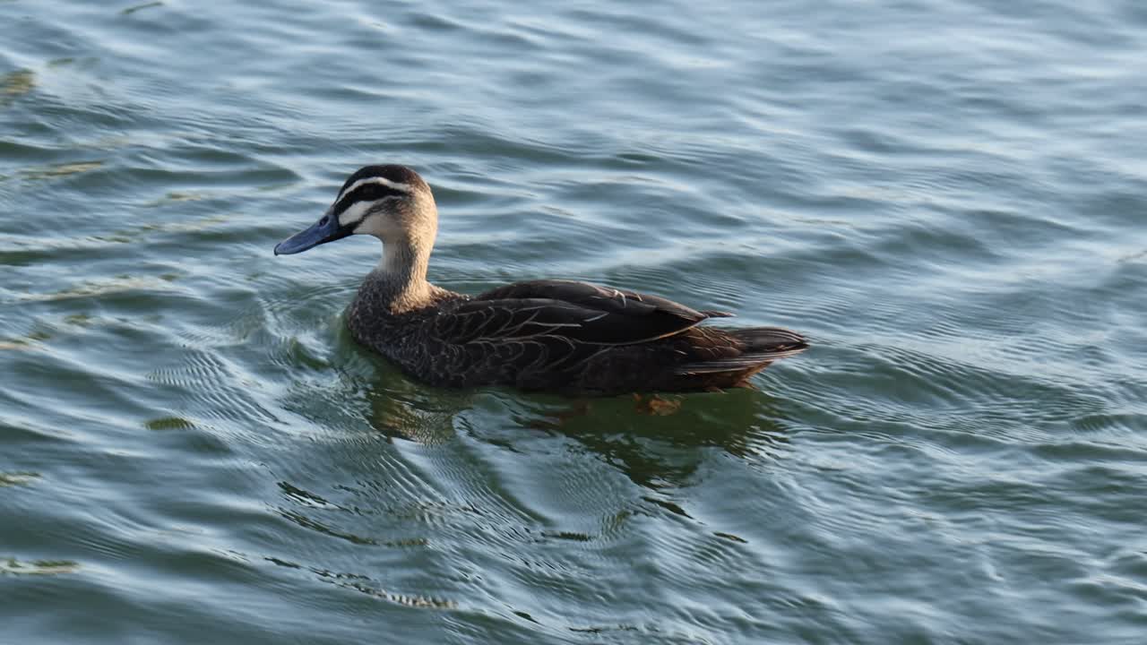 오리 한 마리가 조용히 평온 한 호수 를 가로질러 미끄러진다