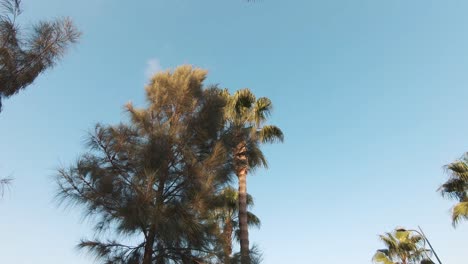 Palm-trees-embellishing-Molos-seaside-promenade-in-Limassol,-Cyprus---Wide-Pan-tilt-up-view