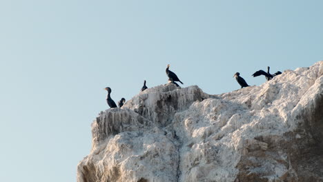 seevögel sitzen auf guano-bedeckten felsen in der sonne