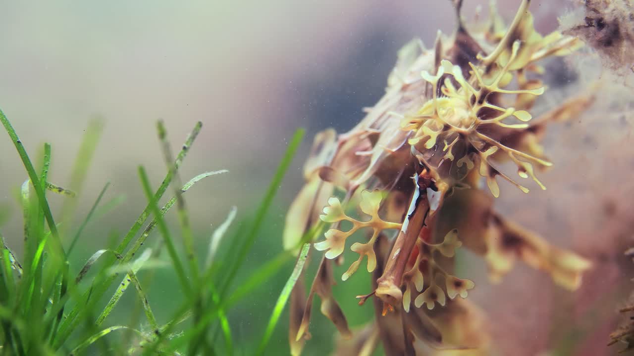 계란 매크로 클로즈업 4k 슬로우 모션이 있는 잎이 많은 바다 용