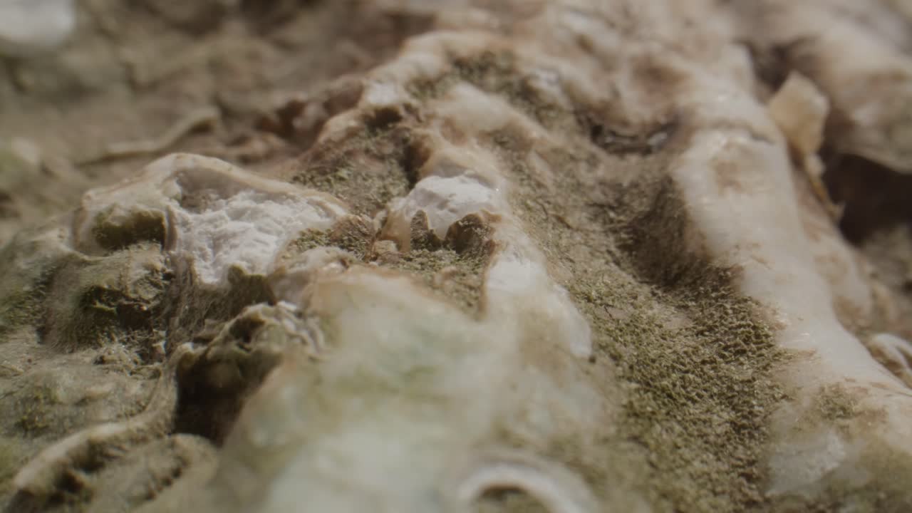 Close-up Macro Shot of Organic Textured Surface
