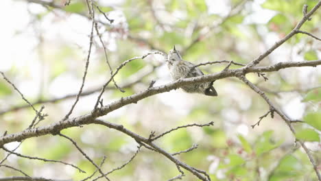 Japanese Pygmy Woodpecker Perched On Tree Branch Pecking For Worm