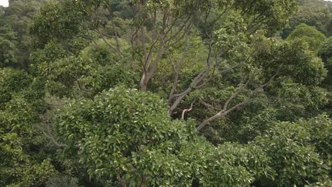 Aerial-drone-ascending-up-a-tropical-big-tree-shot-of-lush-green-tropical-exotic-rain-forest-jungle-on-a-Island-in-Thailand