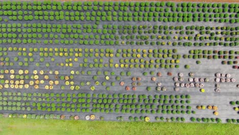 high aerial trucking shot shows straight rows of mums blooming in many various colors