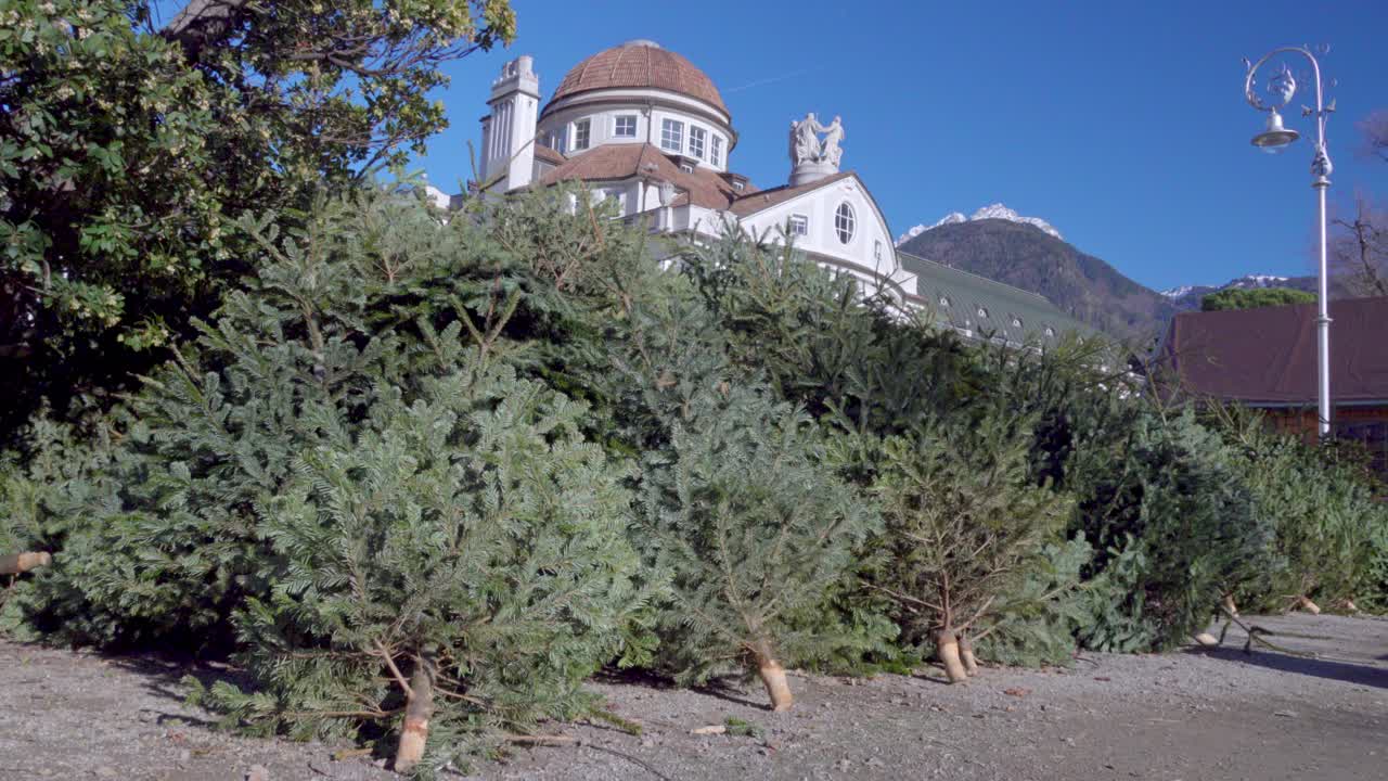 폐기 된 크리스마스 트리 들 이 폐기 하기 위해 준비 된 수집 지점 에 쌓여 있다