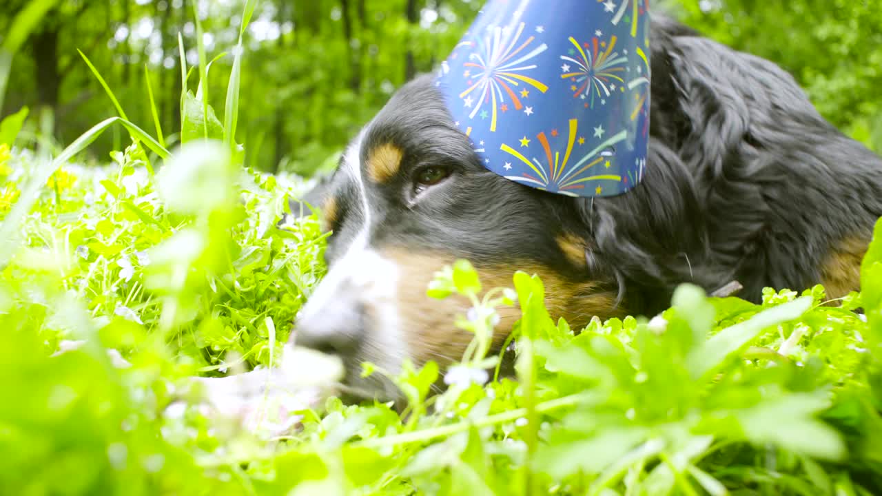 Ein Hund mit festlicher Mütze frisst einen Knochen.