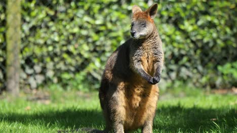 wallaby chewing food while standing on the grass