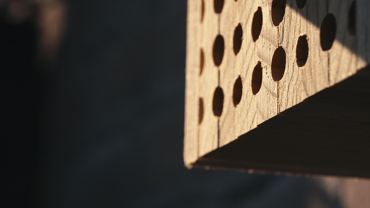 ataque de abeja albañil en la entrada del nido