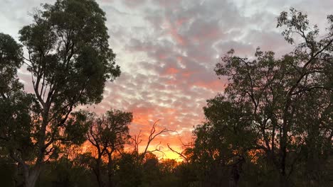 árboles de goma y puesta de sol dorada en el parque kings, perth, australia occidental con árboles de eucalipto