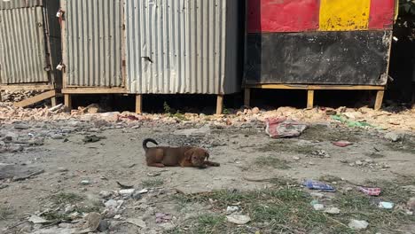 vista de un lindo cachorro callejero jugando en la calle con tiendas temporales cerradas en el fondo en dhaka, bangladesh