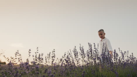 A-farm-boy-walks-through-a-field-of-blooming-lavender,-stroking-the-flowers-with-his-hand.-Wide-lens-shot