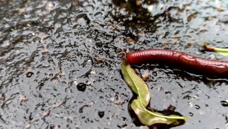 millipedes ,animal