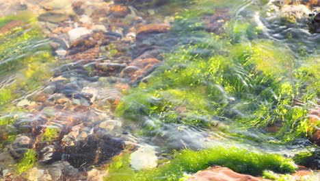 waves moving seaweed on rocky shore