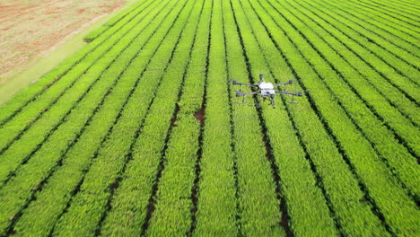 aerial tracking shot of a dji agras t30 surveying the health of the crops below