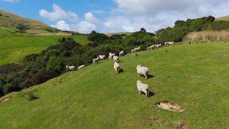 Luftaufnahme-Von-Schafen,-Die-Auf-Einer-üppigen-Grünen-Weide-In-Neuseeland-Grasen