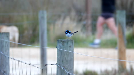 Blue-wren-sitting-on-a-fence-post-looking-around-then-fly's-off-right-of-screen