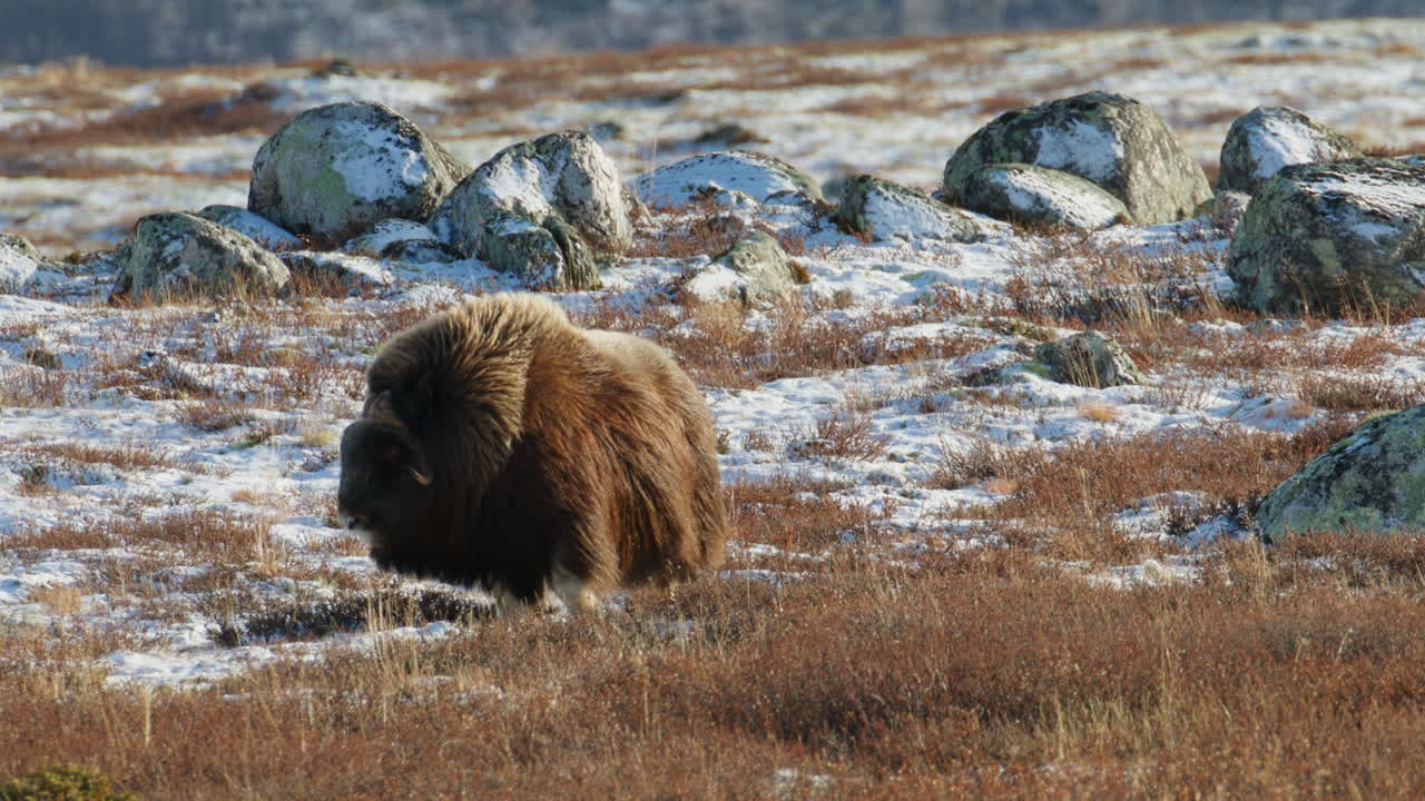 Arctic Musk Ox Standing Against Wind in the Golden Hour of Dovrefjell