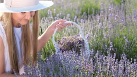 Attractive Blonde Woman in a Stylish White Hat is Picking Lavender Flowers in a Basket Attractive Blonde Woman in a Stylish White Hat is Picking Lavender Flowers in a Basket while Sitting in the Middle of a Lavender Field Collection of Flowers for Drying Provence Beauty Concept