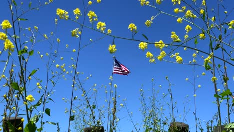 4k-60p,-Zoom-En-Cámara-Lenta-En-Una-Bandera-Americana-Ondeando-Suavemente-En-Un-Campo-De-Flores-Silvestres-Amarillas