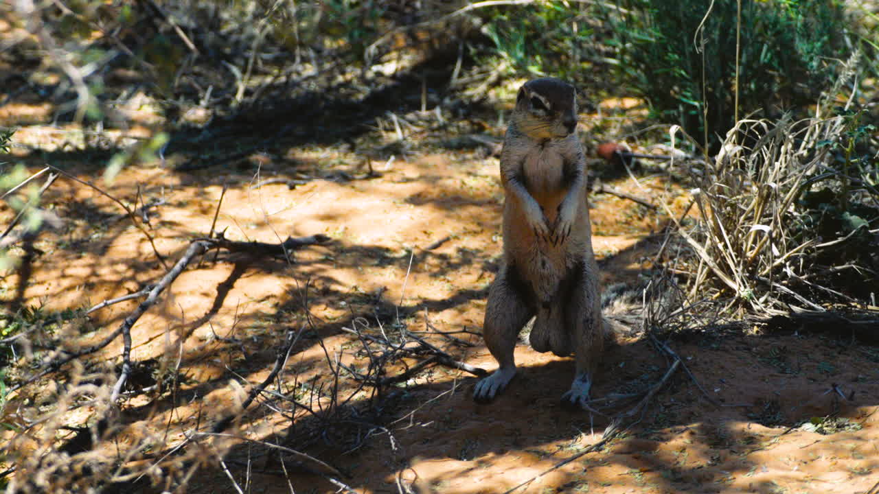 ardilla de tierra sudafricana de pie en las patas traseras para obtener una mejor vista