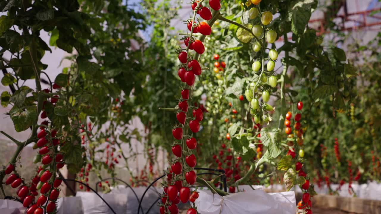 Cherry Tomatoes Ripening on the Vine in a Greenhouse